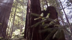 大自然在说话之The Redwood