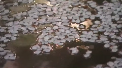 春よ,来い(春天来了)