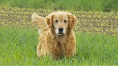 影视原声 - 关于金毛你不知道的事情!