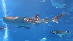 日本Kuroshio Sea海洋馆美景