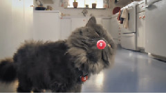 Touch Cat