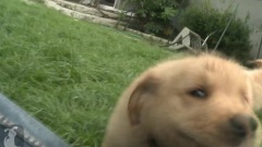 Golden Retriever Puppy Wants To Eat Your Jeans