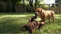 Lab Mix Doggie Door Troubles