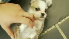 Puppy Tickle Fight