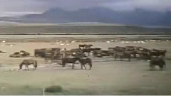 敕勒川