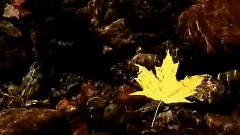 Autumn Leaves