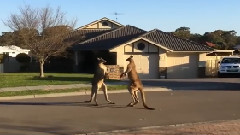 Wild Kangaroos Street Fights